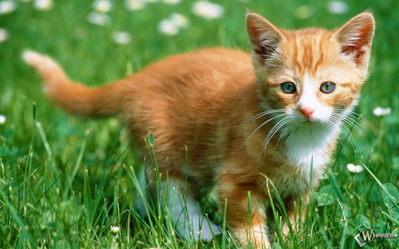 Рыжий котенок в траве 1280x800