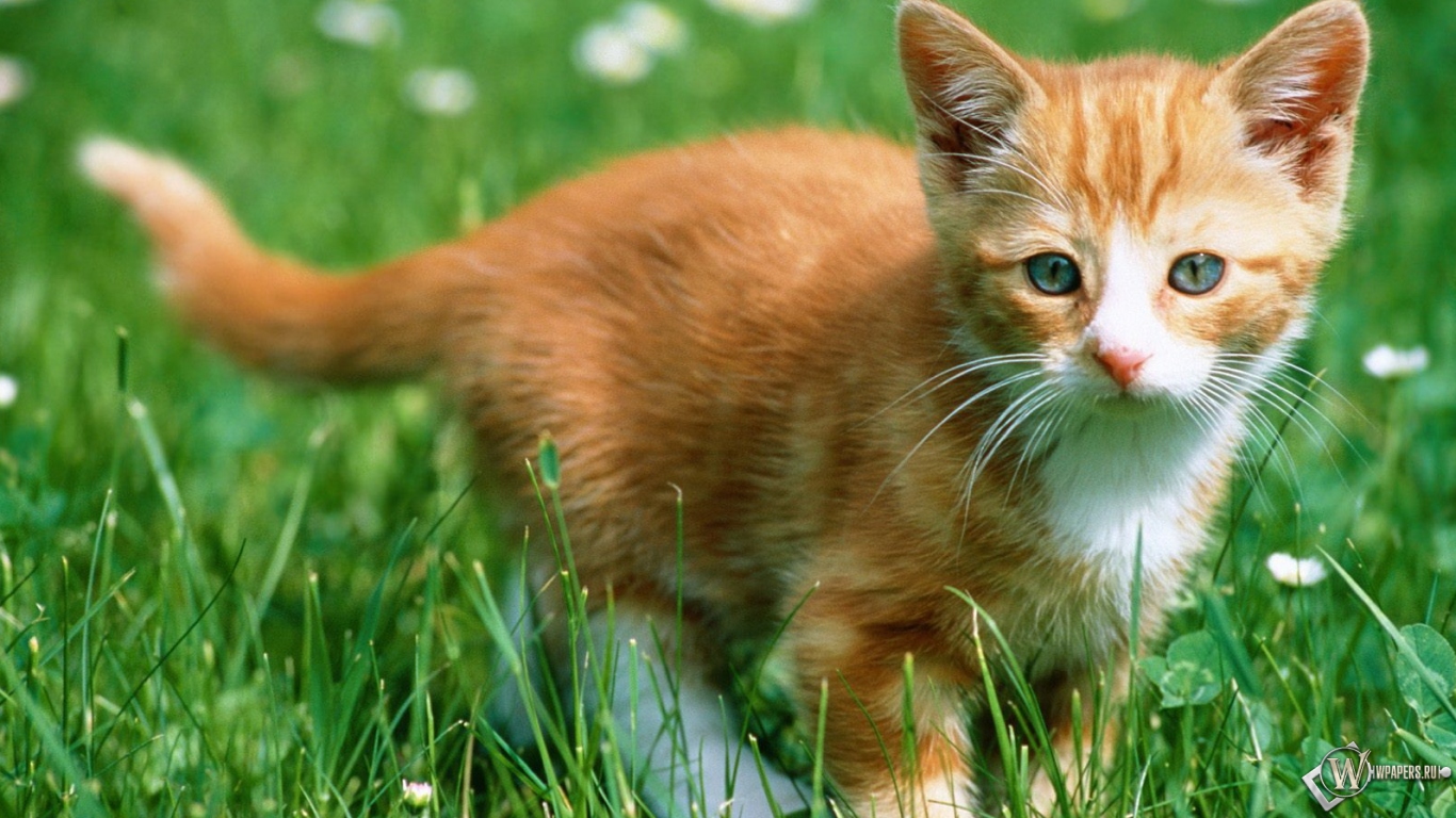 Рыжий котенок в траве 1366x768