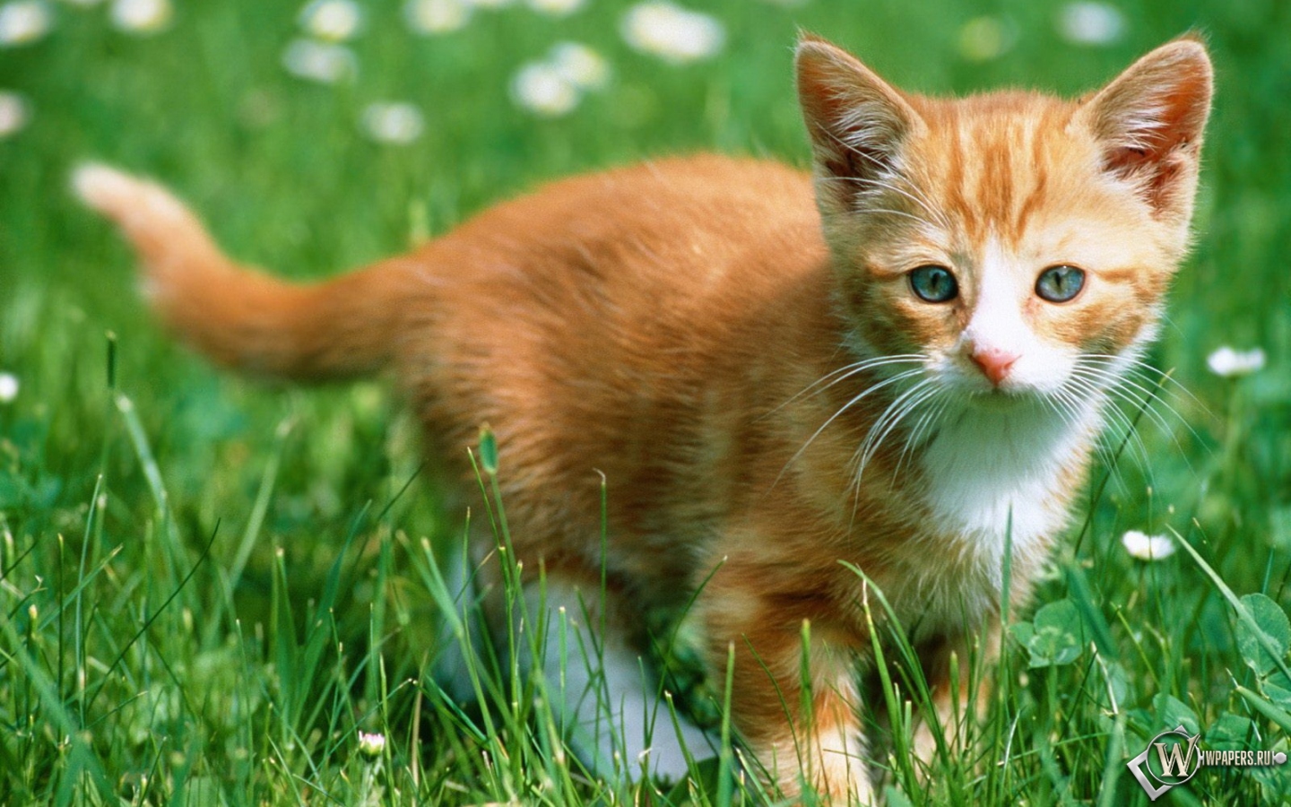 Рыжий котенок в траве 1440x900