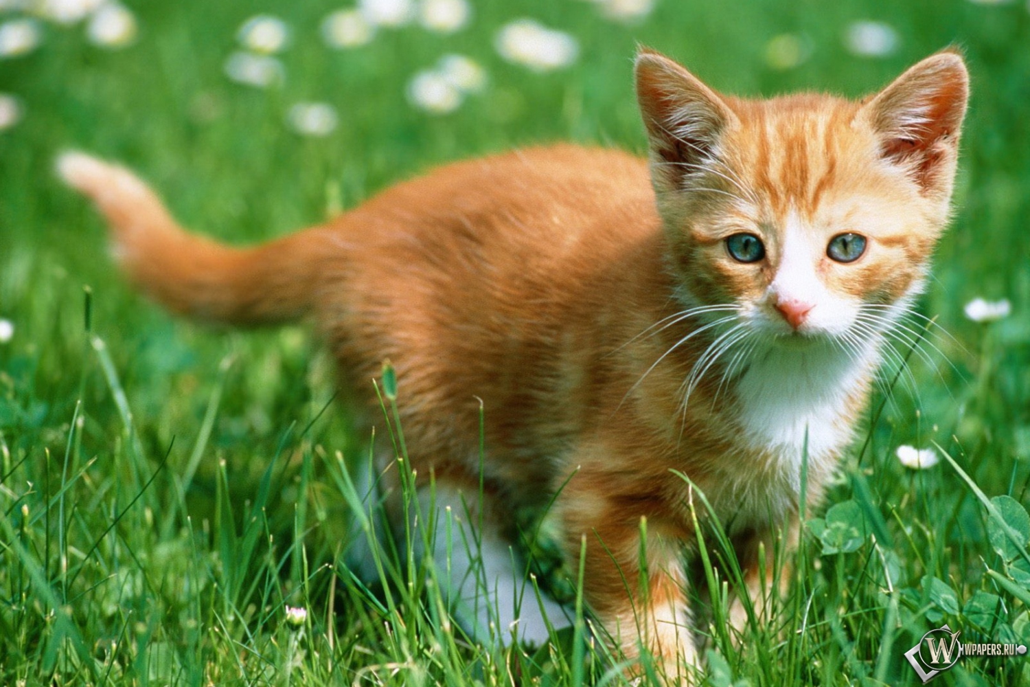 Рыжий котенок в траве 1500x1000
