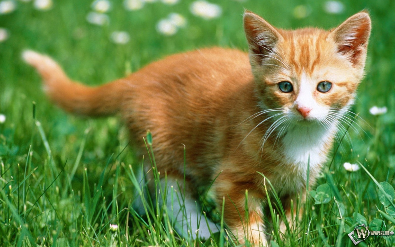 Рыжий котенок в траве 1536x960