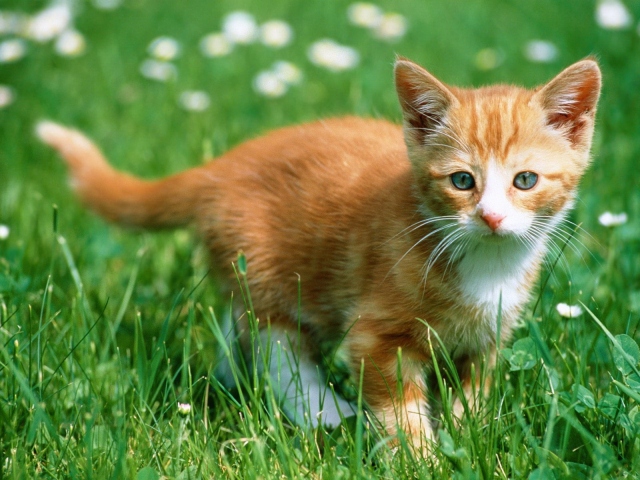 Рыжий котенок в траве