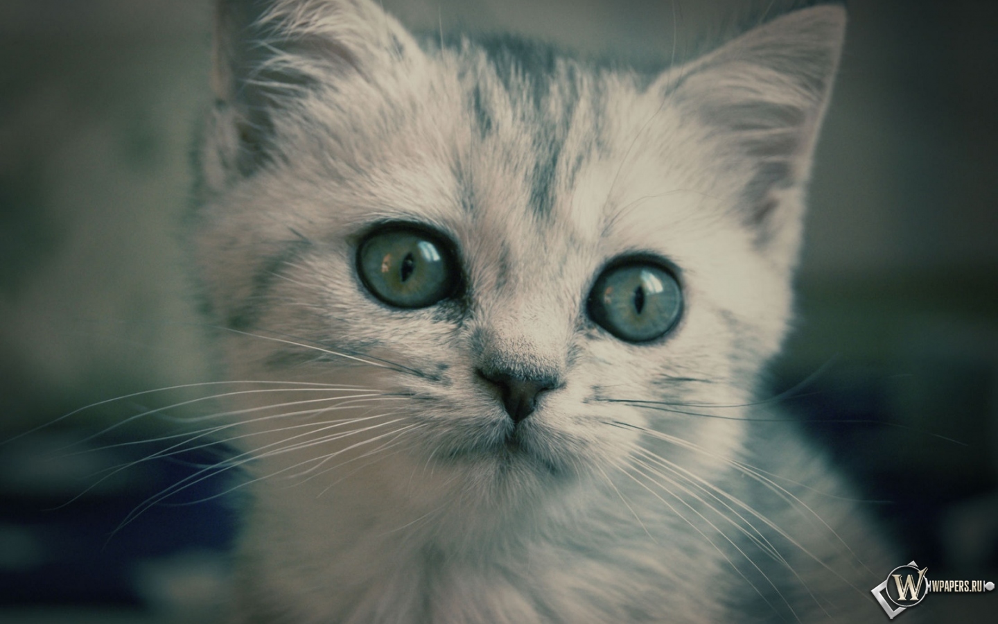 Котёнок Кекс 1440x900