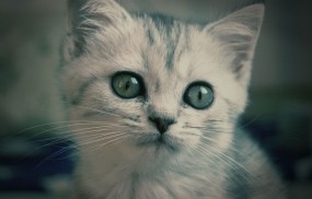 Обои Котёнок Кекс: Глаза, Котёнок, Британец, Кошки