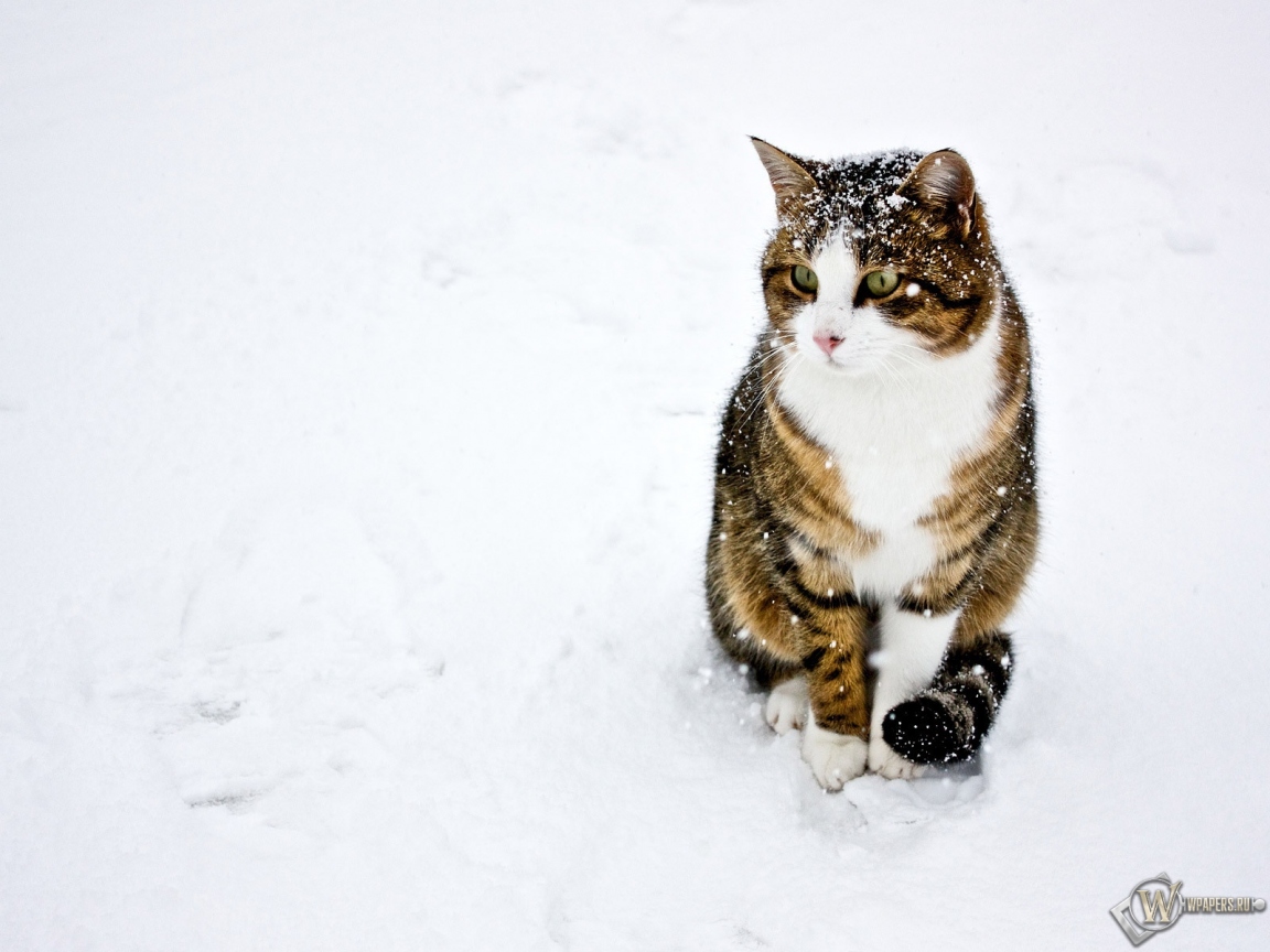 кот на снегу 1152x864