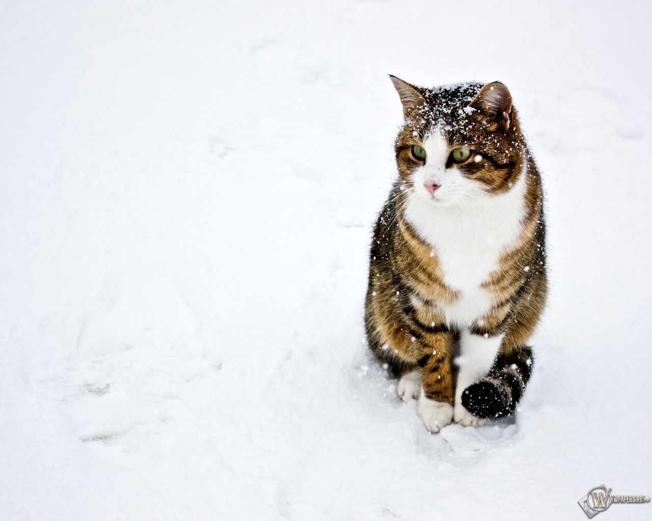 кот на снегу 1280x1024