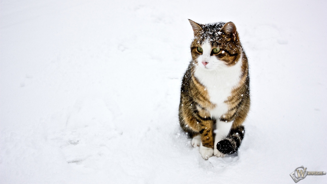 кот на снегу 1280x720