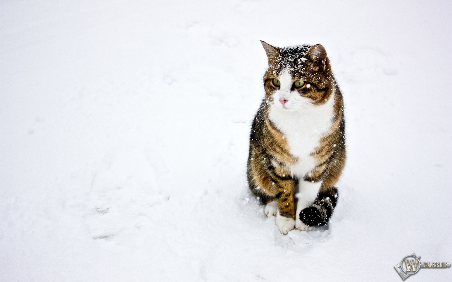 кот на снегу 1440x900