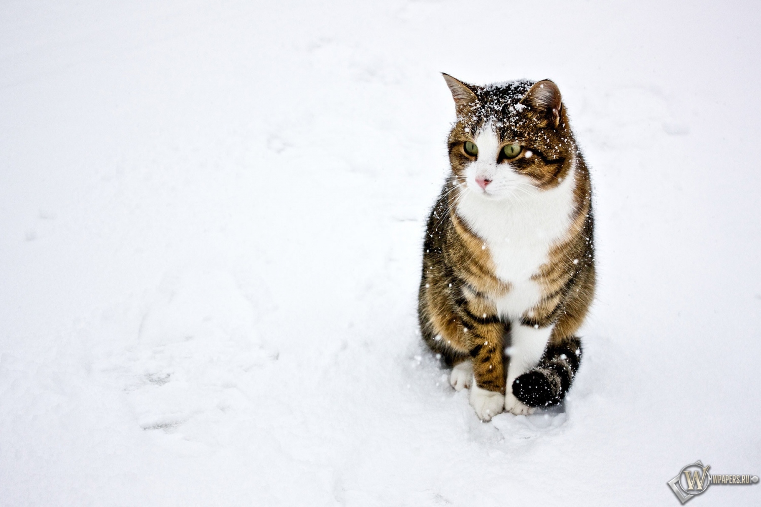 кот на снегу 1500x1000