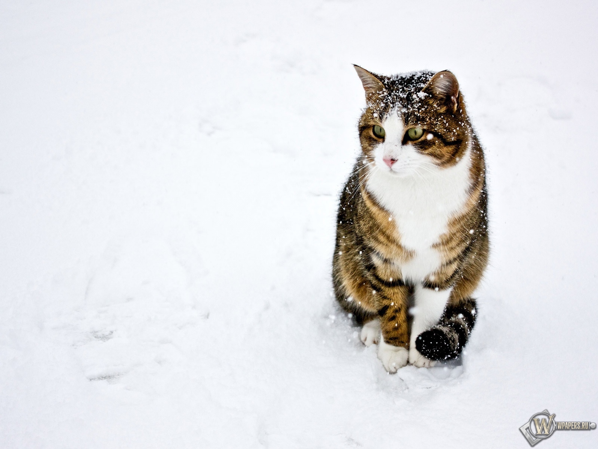 кот на снегу 1920x1440