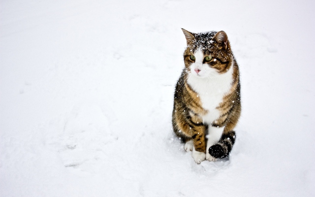 кот на снегу