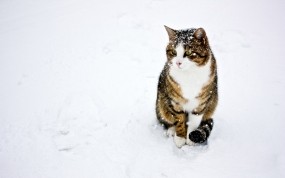 Обои кот на снегу: Снег, Кот, Кошки