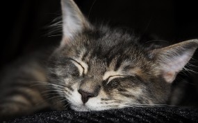 Обои кот спит: Кот, Сон, Мордашка, Кошки