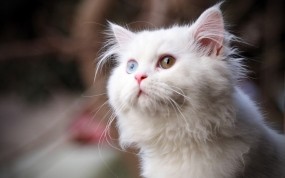 Обои Разноглазый кот: Глаза, Взгляд, Кот, Белый, Кошки