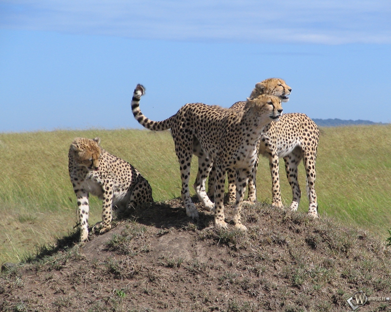 Kenya Safari 1280x1024