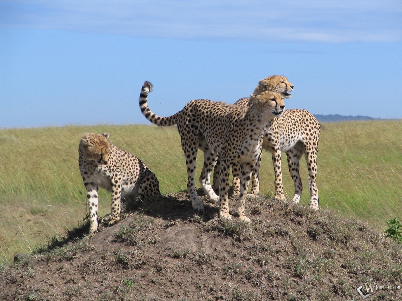 Kenya Safari 1280x960