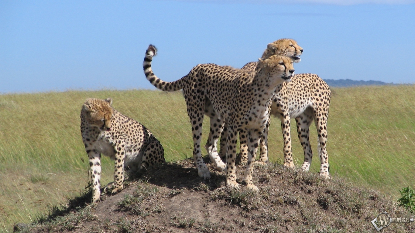 Kenya Safari 1366x768