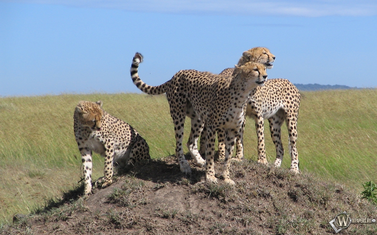 Kenya Safari 1440x900