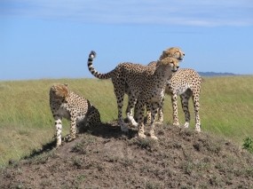 Обои Kenya Safari: Гепарды, Гепарды