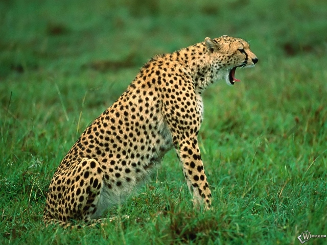 Гепард зевает