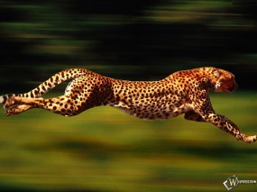Обои Бегущий гепард: Скорость, Гепард, Бег, Гепарды