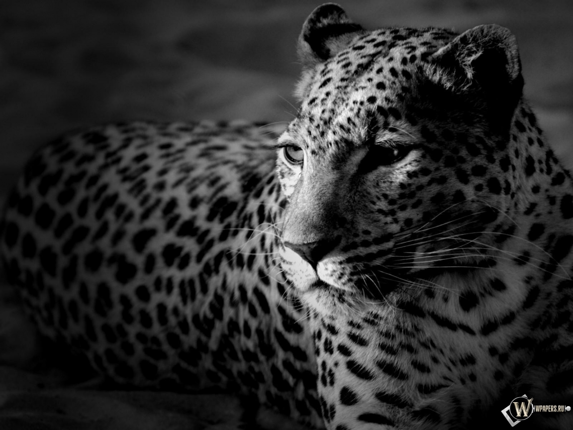 Леопард 1152x864