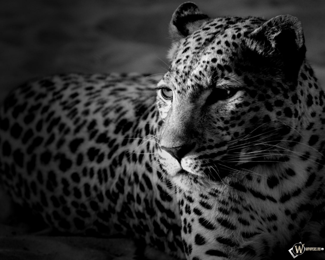 Леопард 1280x1024