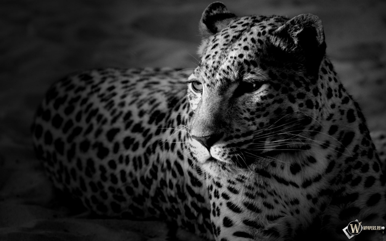 Леопард 1280x800