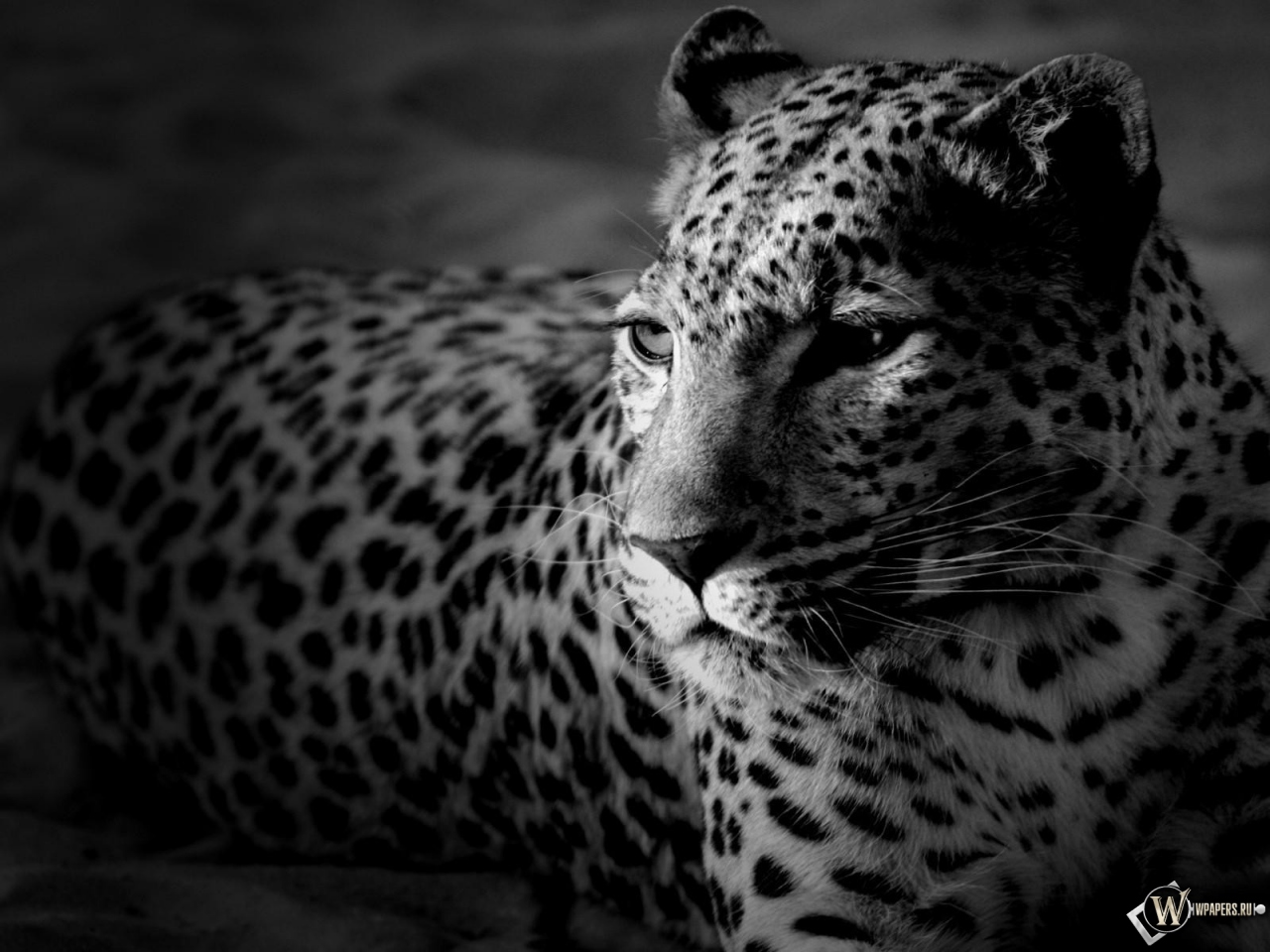 Леопард 1280x960