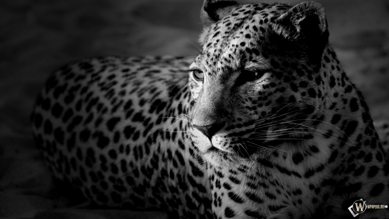 Леопард 1366x768