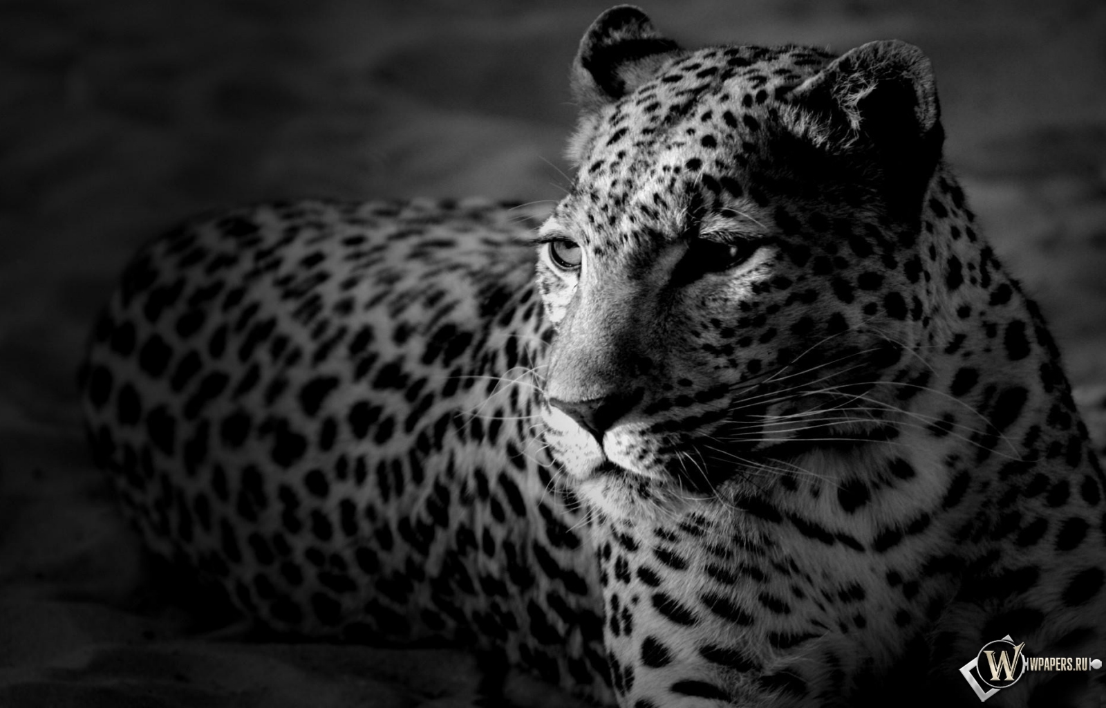 Леопард 1600x1024