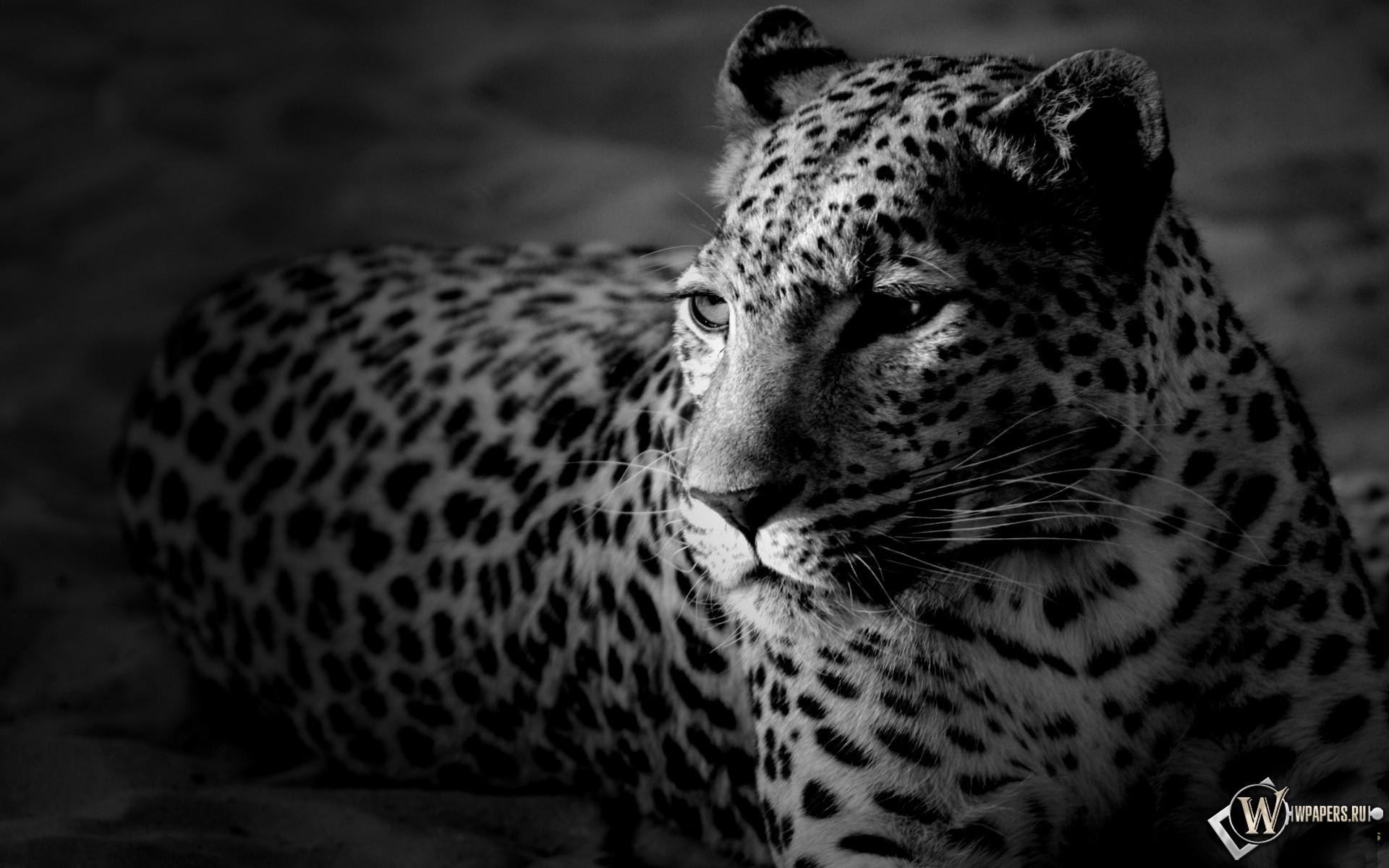 Леопард 1920x1200