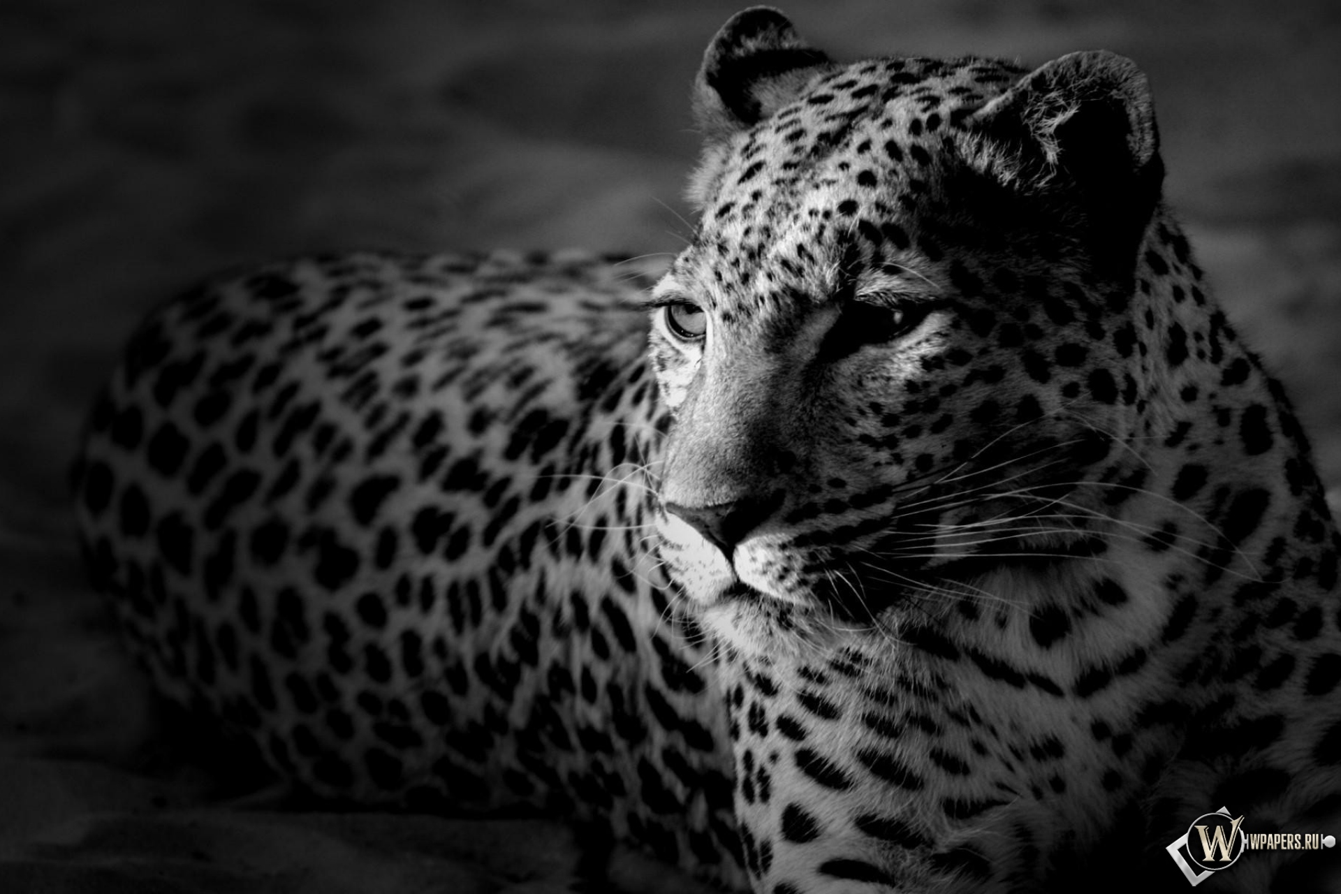 Леопард 1920x1280