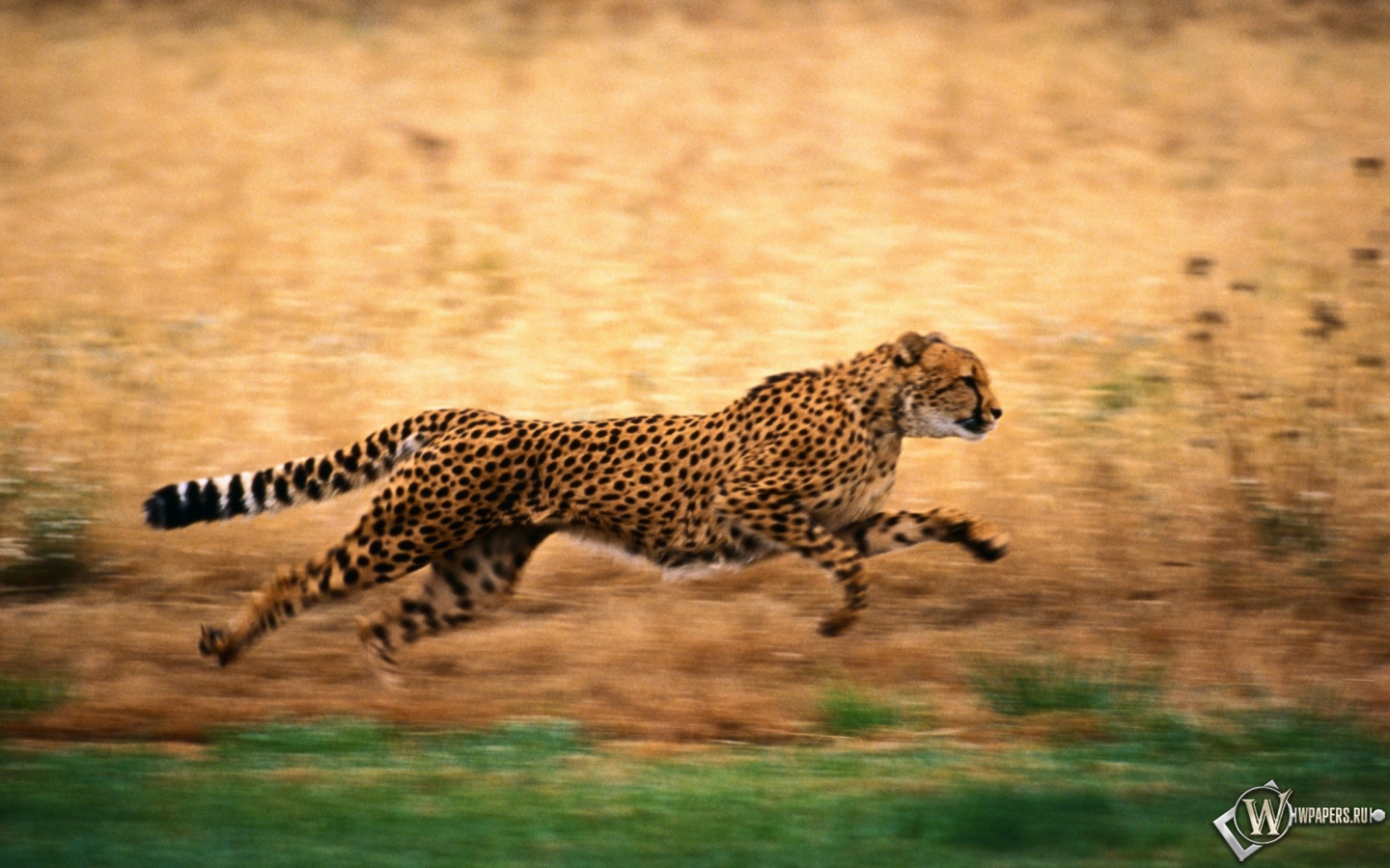Гепард бежит 1440x900