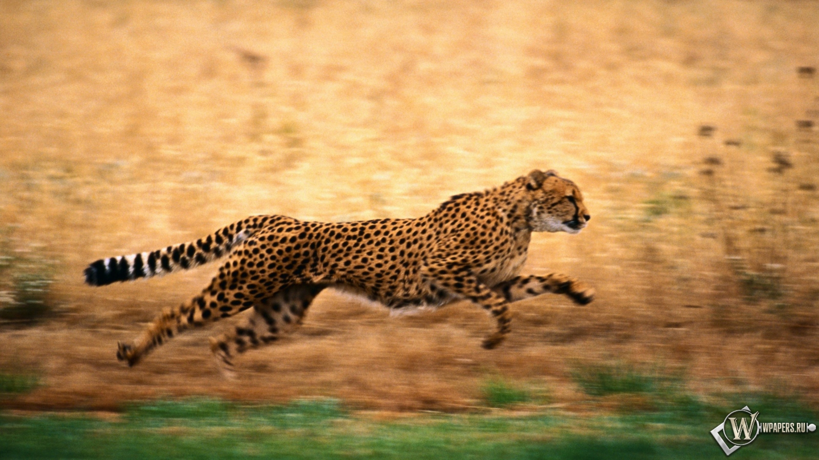 Гепард бежит 1600x900