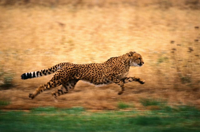 Гепард бежит