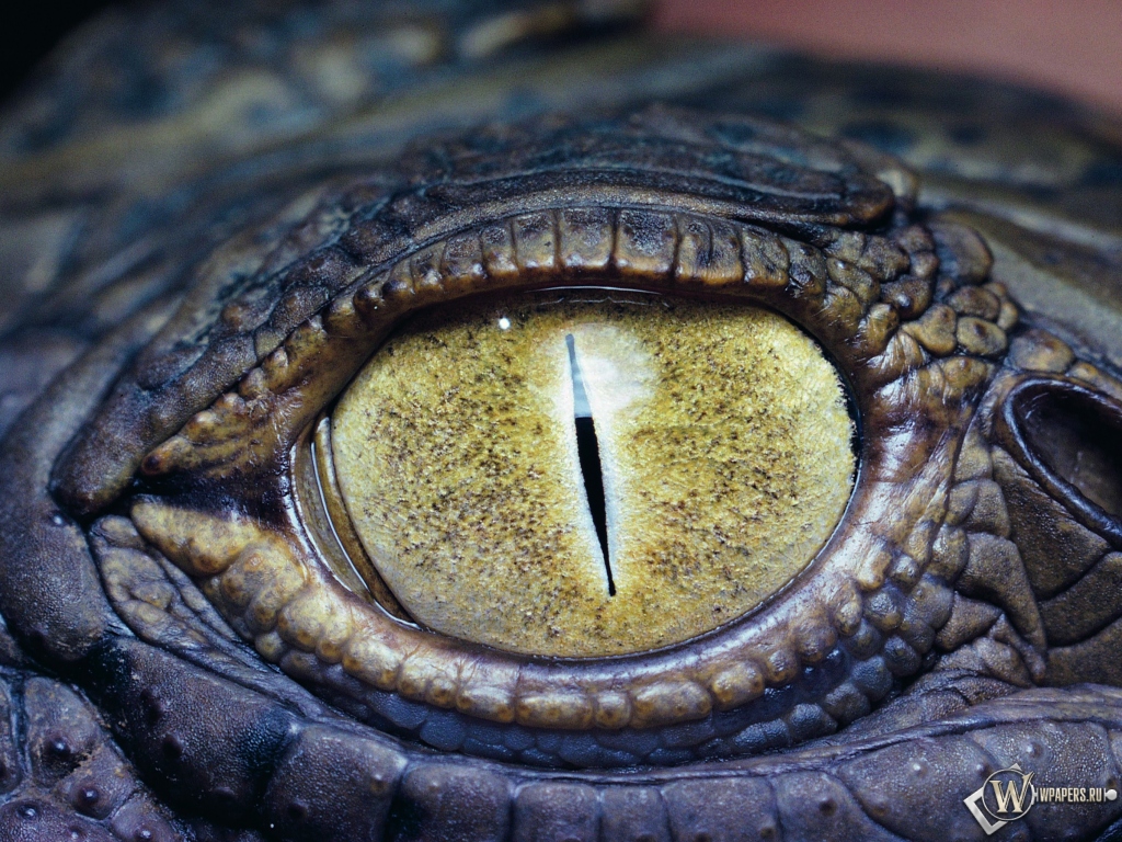 Глаз крокодила 1024x768