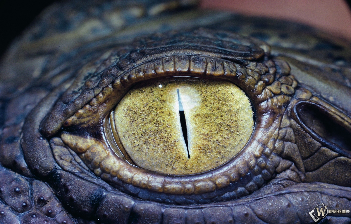 Глаз крокодила 1200x768