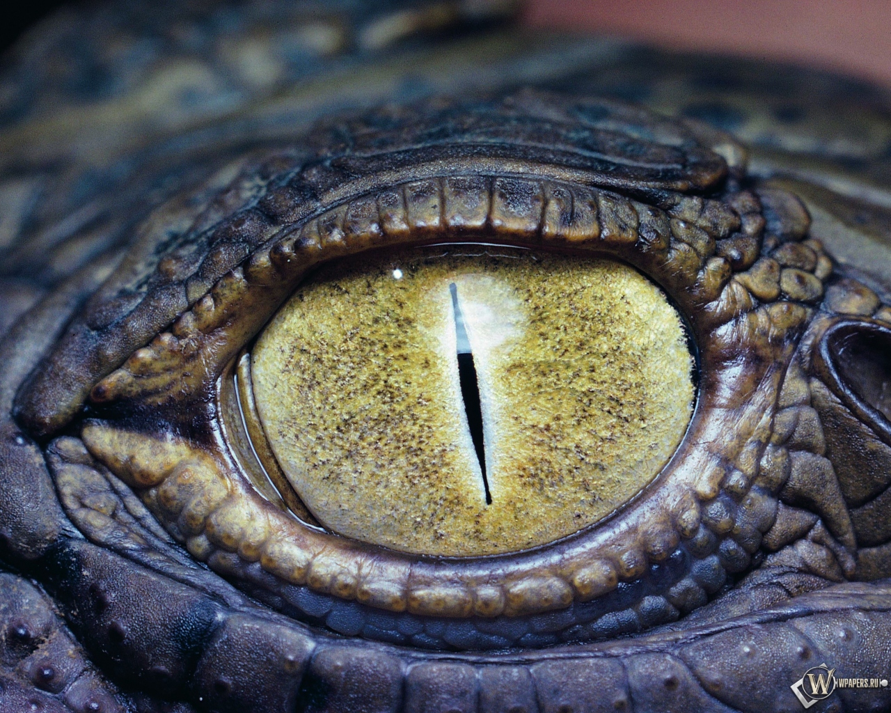 Глаз крокодила 1280x1024