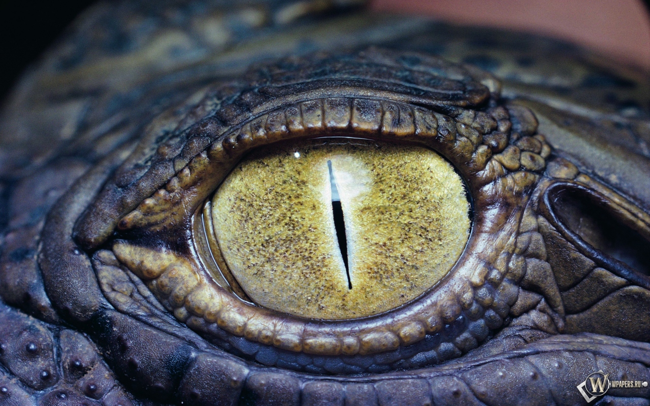 Глаз крокодила 1280x800