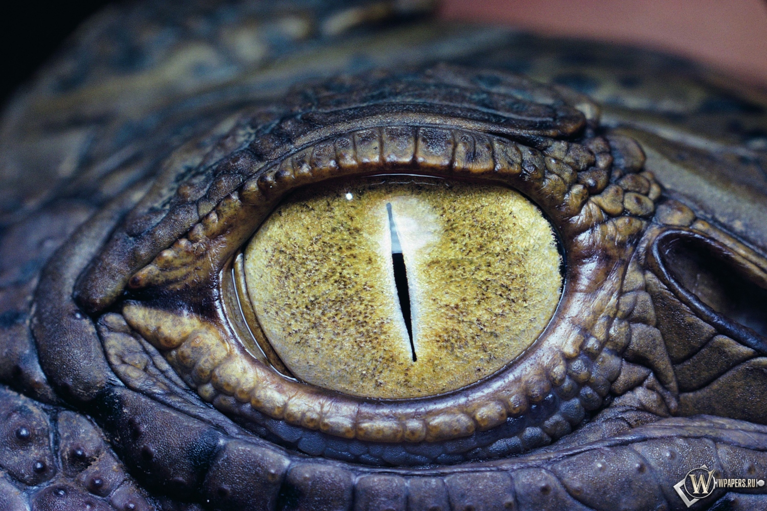 Глаз крокодила 1500x1000