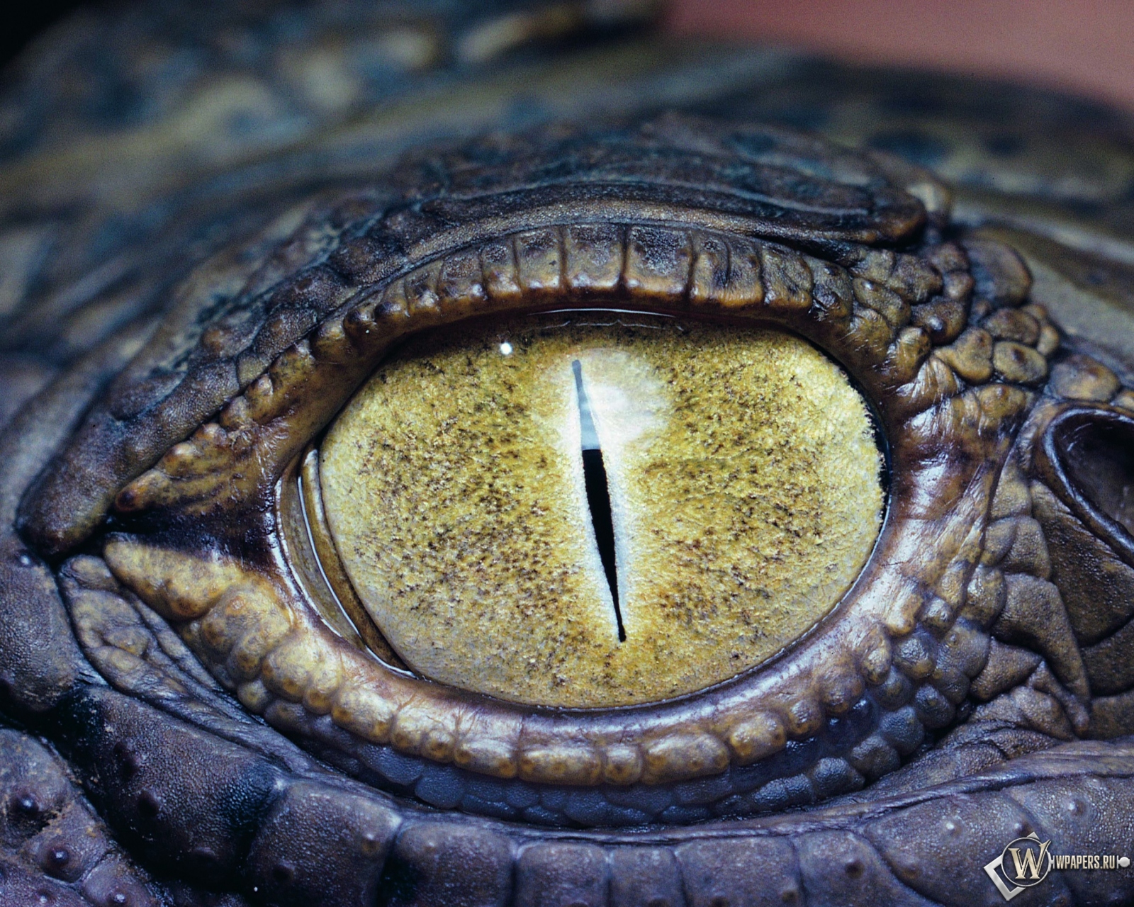Глаз крокодила 1600x1280