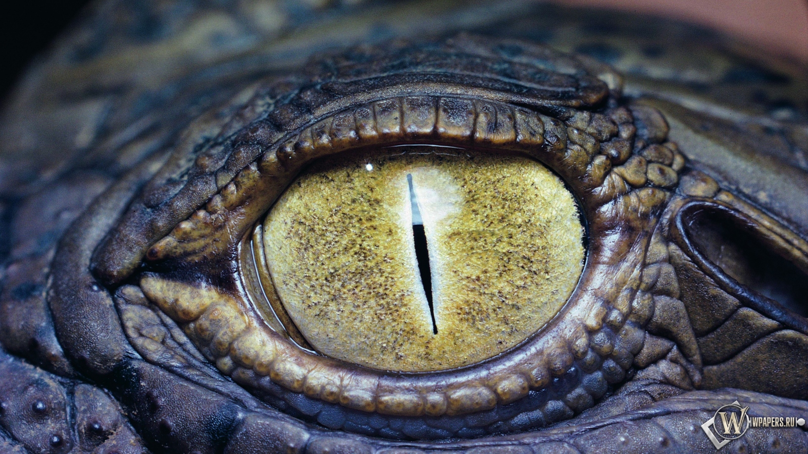Глаз крокодила 1600x900