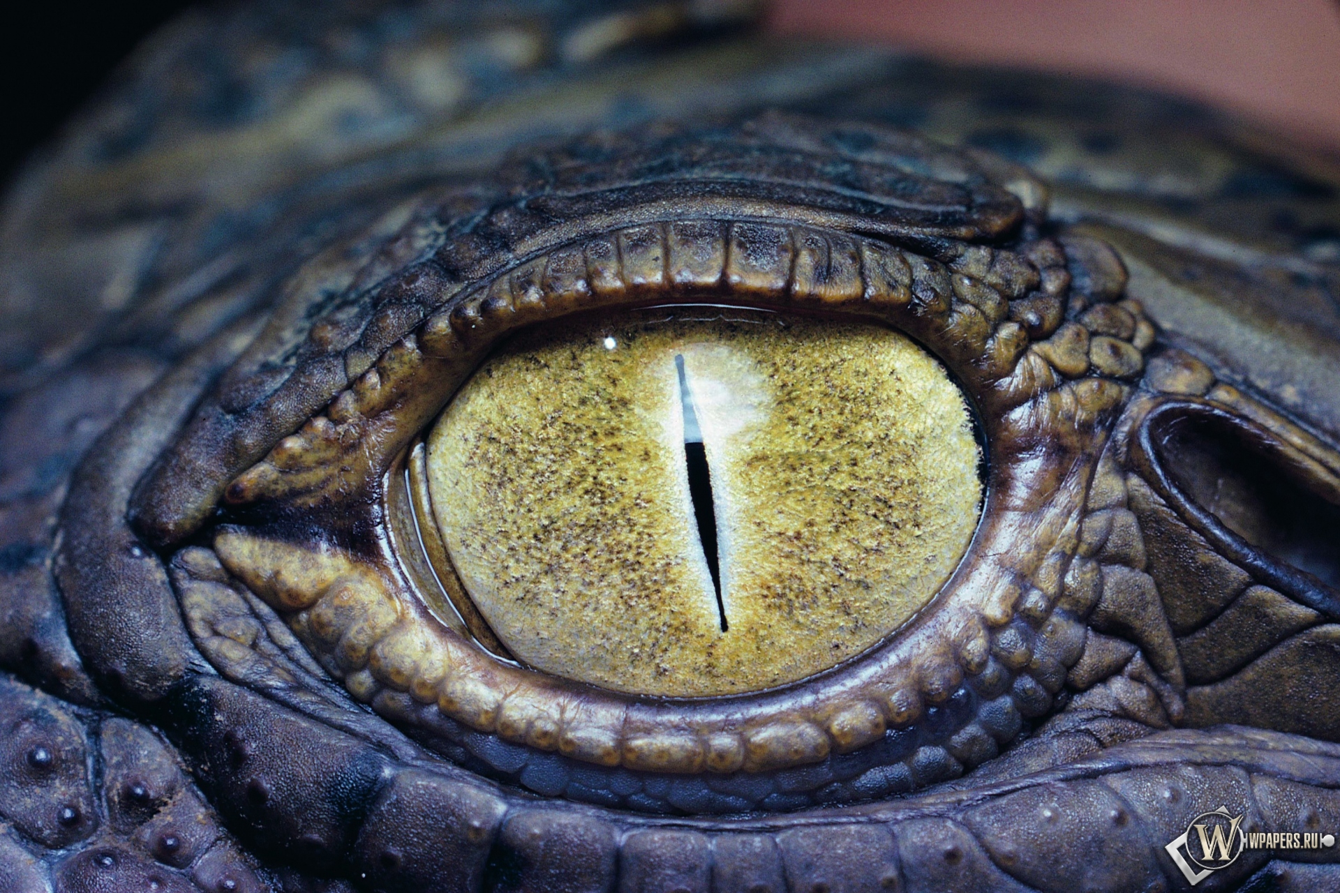 Глаз крокодила 1920x1280