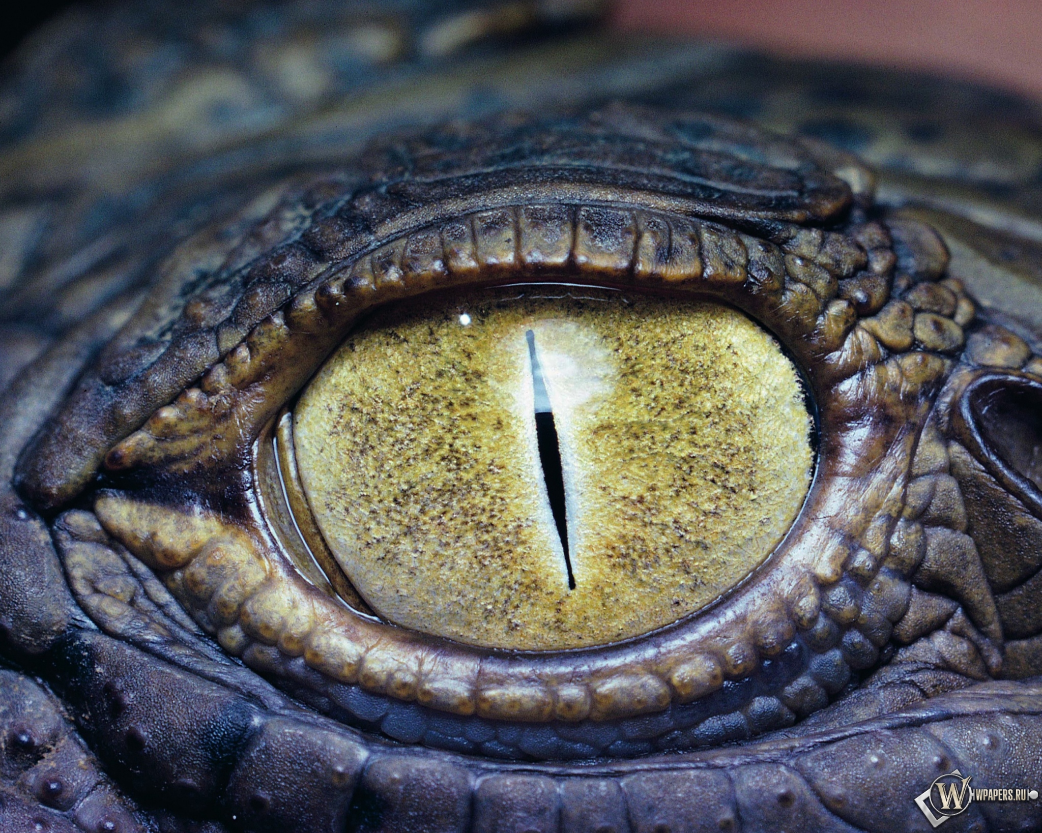 Глаз крокодила 2048x1638
