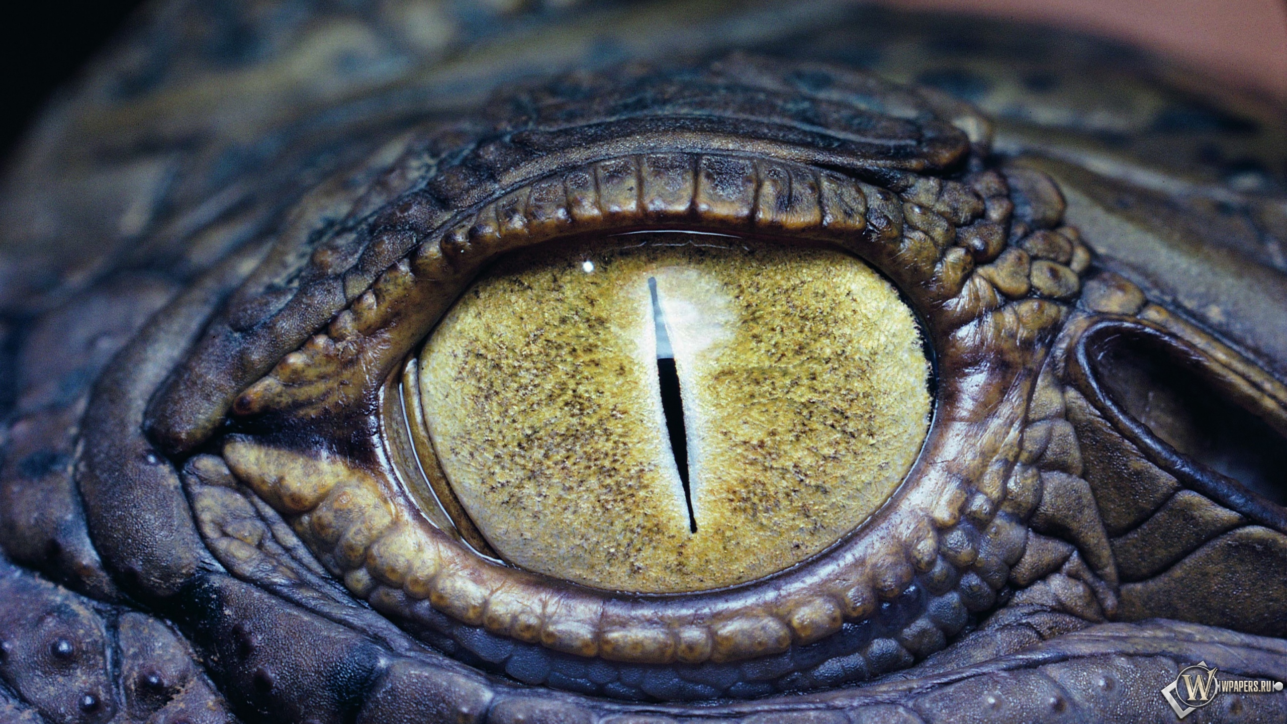 Глаз крокодила 2560x1440
