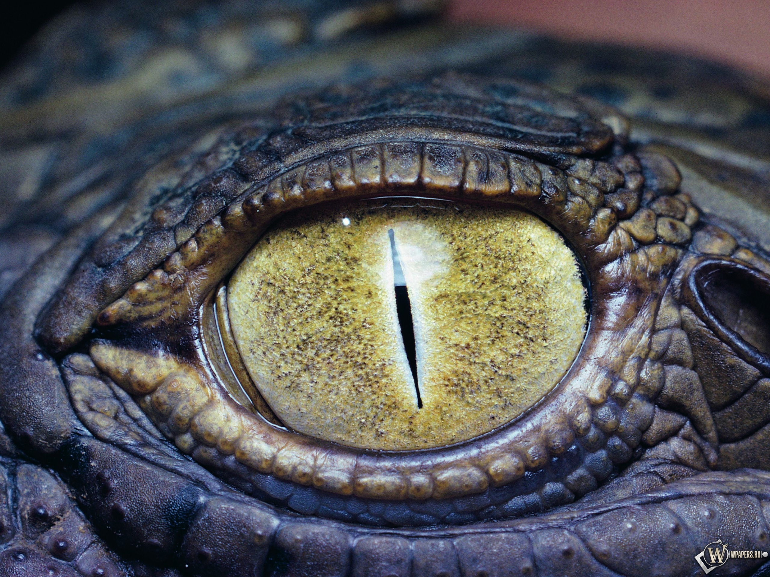 Глаз крокодила 2560x1920