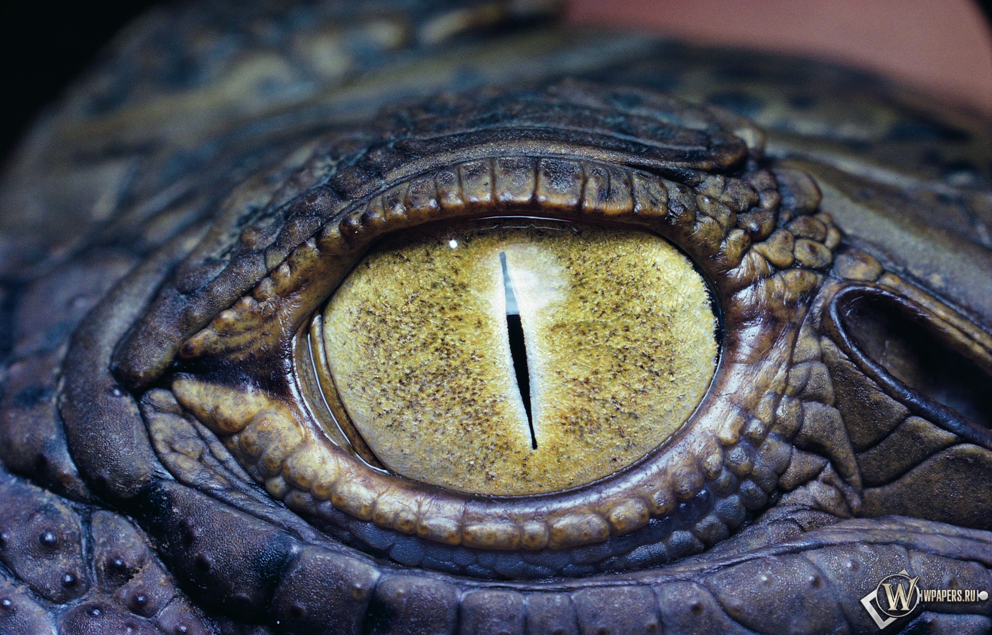 Глаз крокодила 3200x2048