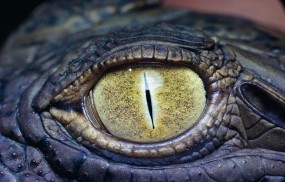 Обои Глаз крокодила: Глаз, Крокодил, Крокодилы