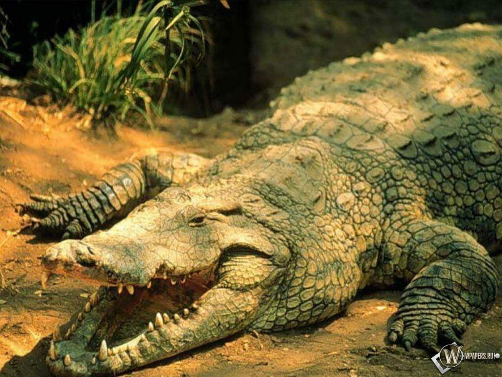 Пасть крокодила 1024x768